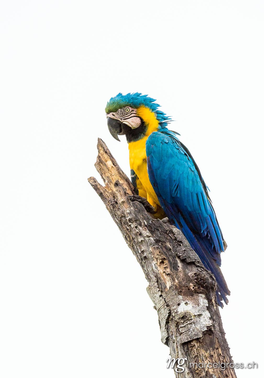 . Wilder Gelbbrustara im Pantanal, Brasilien. Marcel Gross Photography