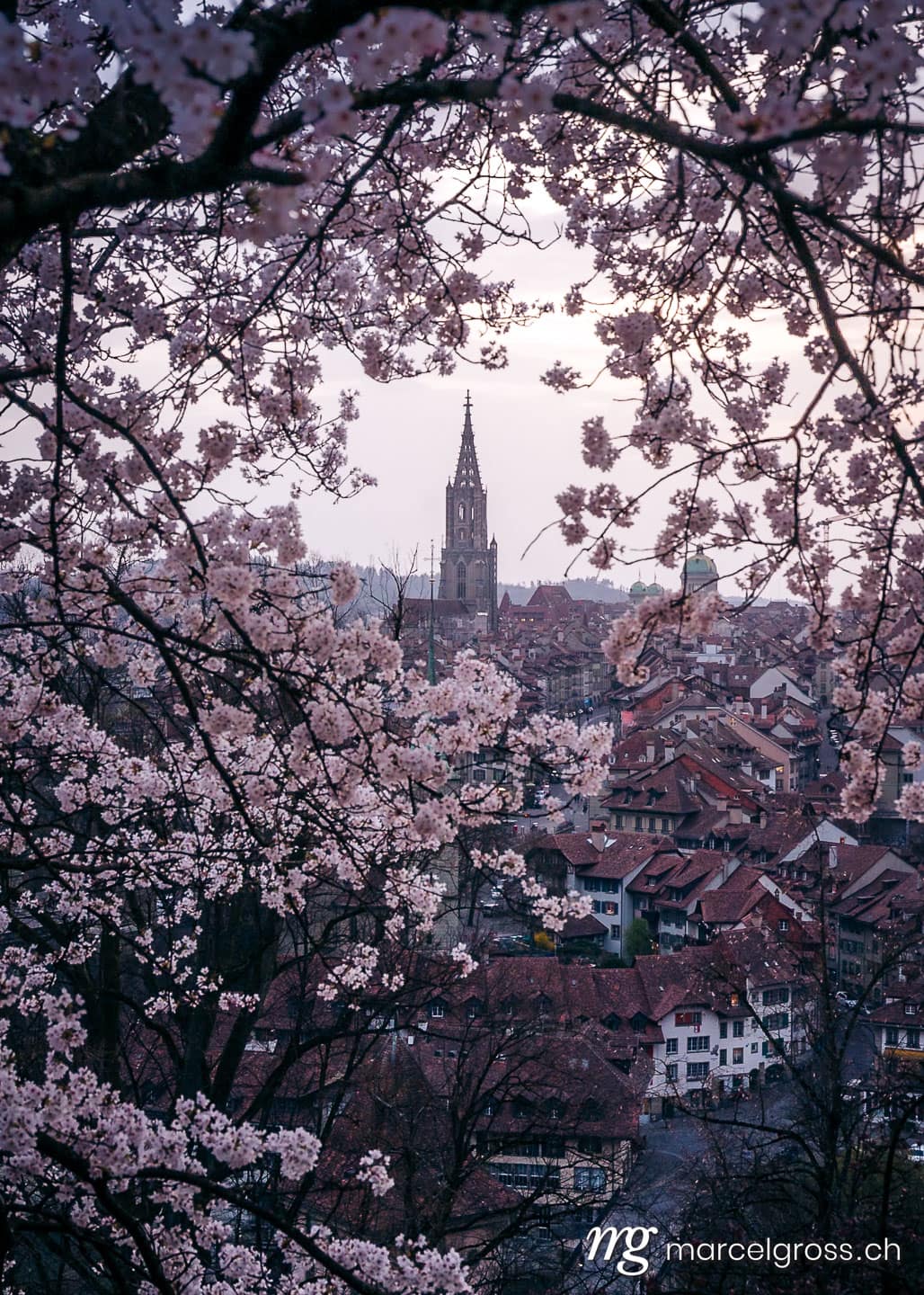 Bern Bilder. historic clocktower of Berner Münster during scenic cherry blossom in Rosengarten. Marcel Gross Photography