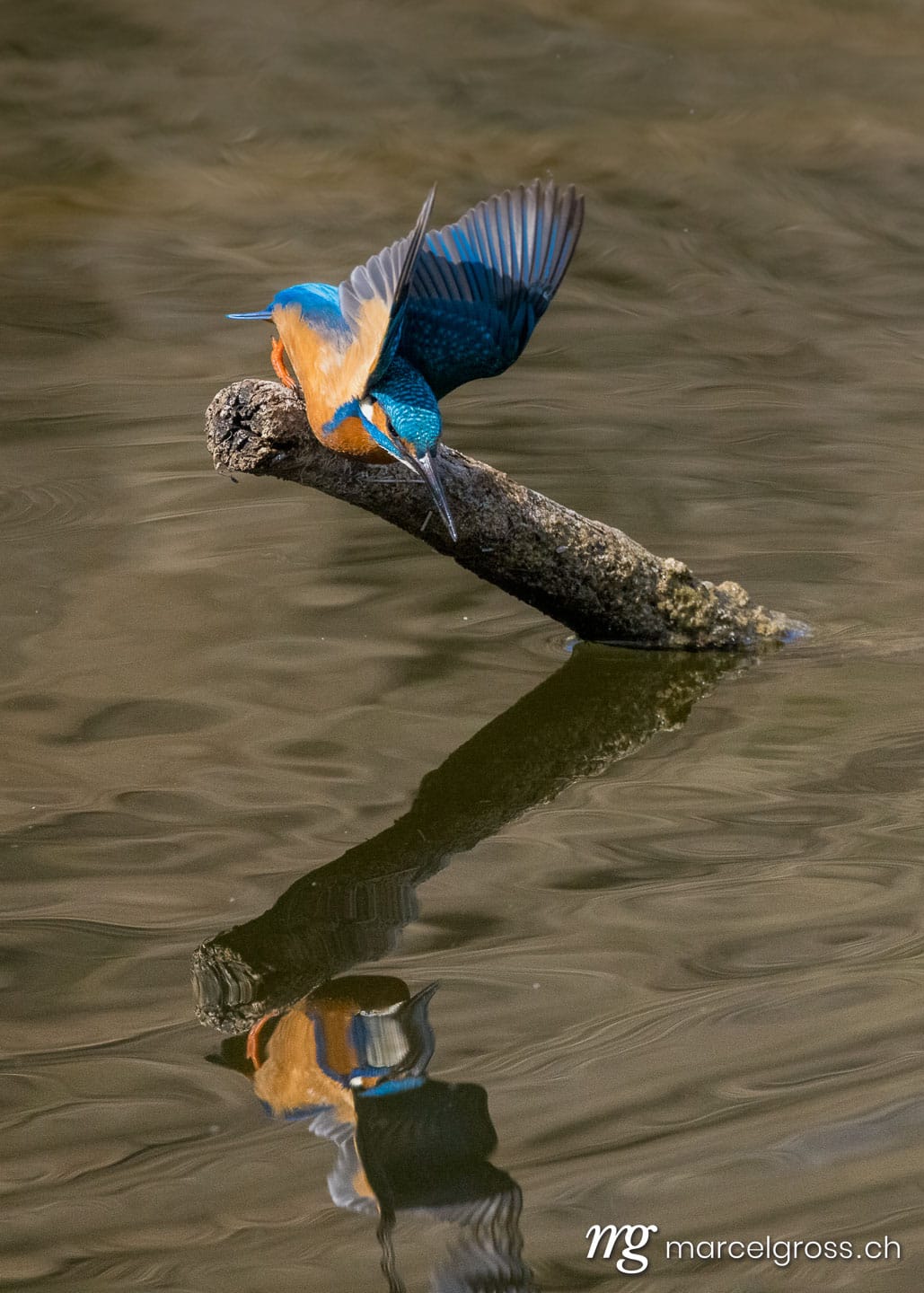 Vogel Bilder Schweiz. swiss kingfisher at a pond. Marcel Gross Photography