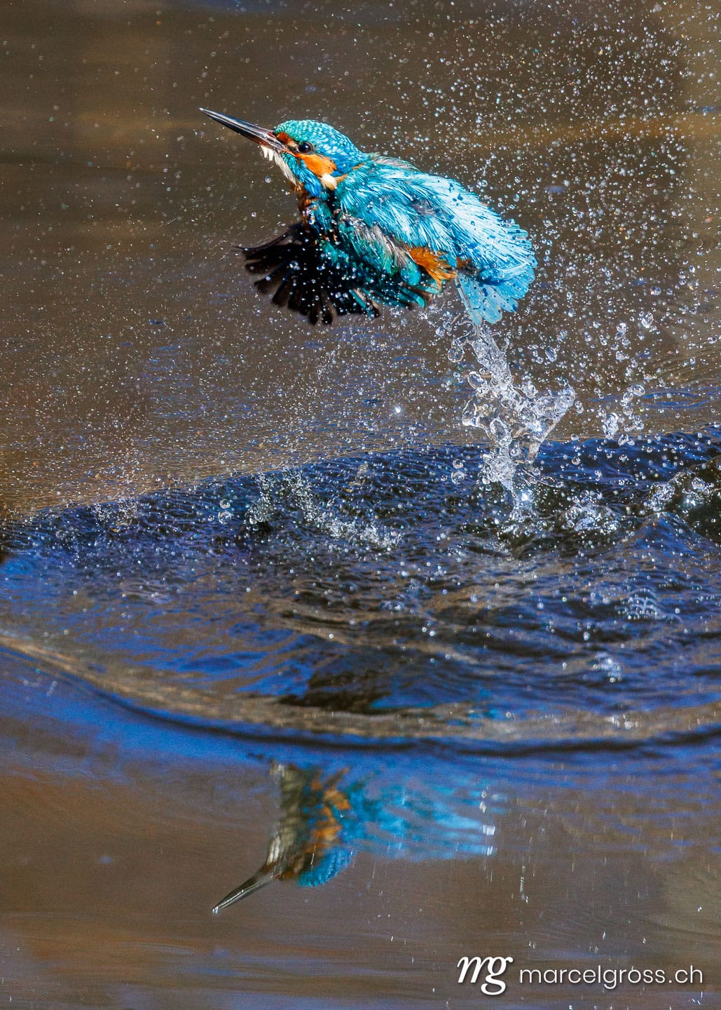 swiss bird pictures. . Marcel Gross Photography