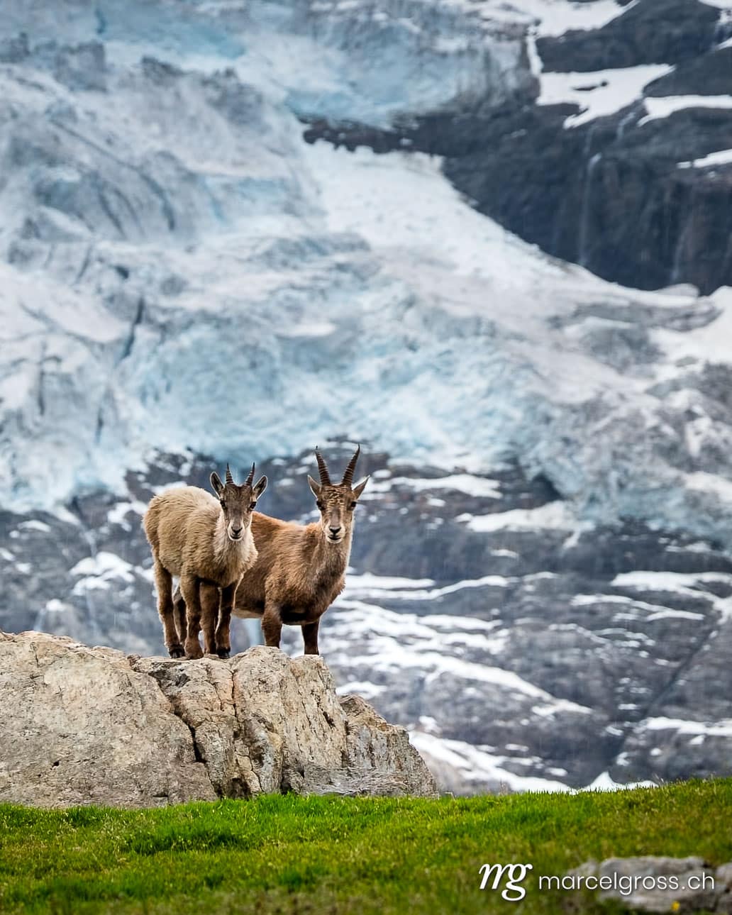 Steinbock Bilder. ibex in front of a glacier in the bernese alps. Marcel Gross Photography