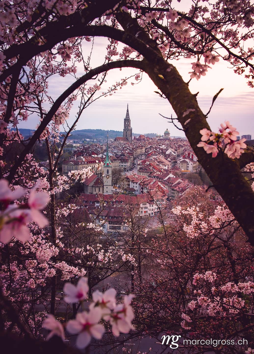 Bern Bilder. Abendstimmung über Berner Altstadt während der Kirschblüte. Marcel Gross Photography