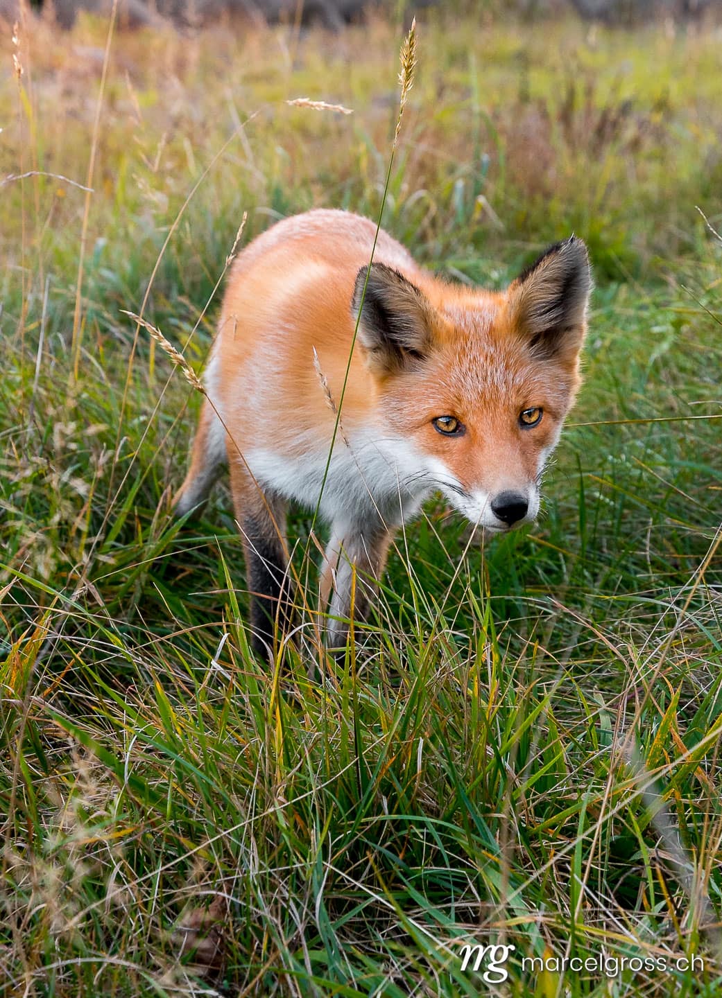 curious redfox