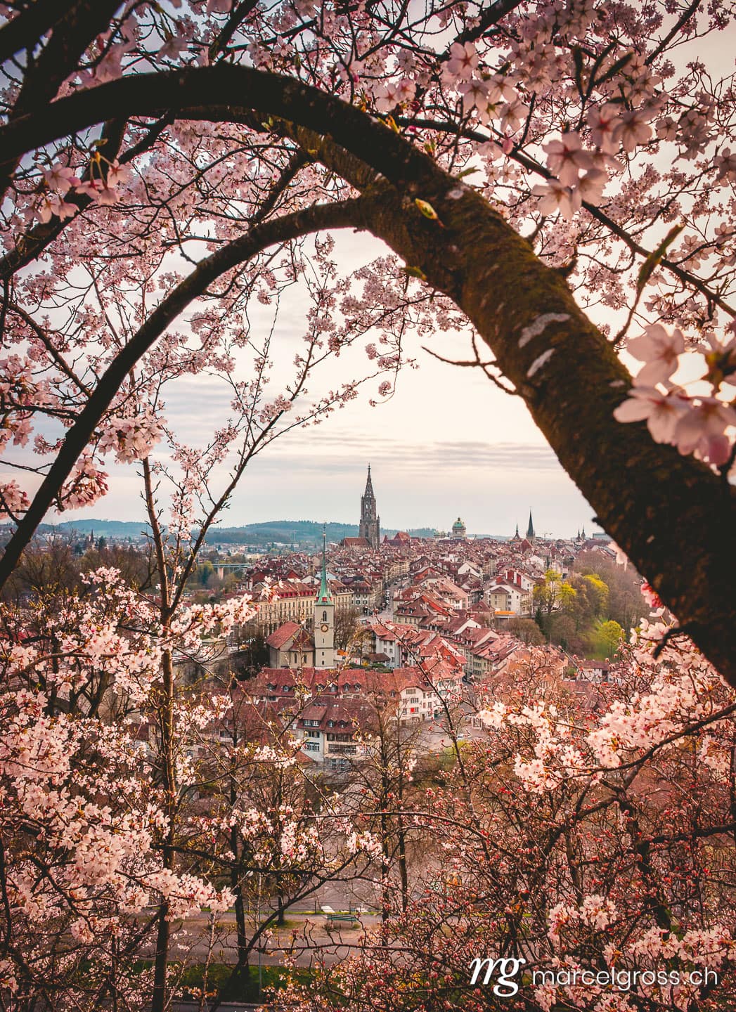 Bern Bilder. Abendstimmung über Berner Altstadt während der Kirschblüte. Marcel Gross Photography