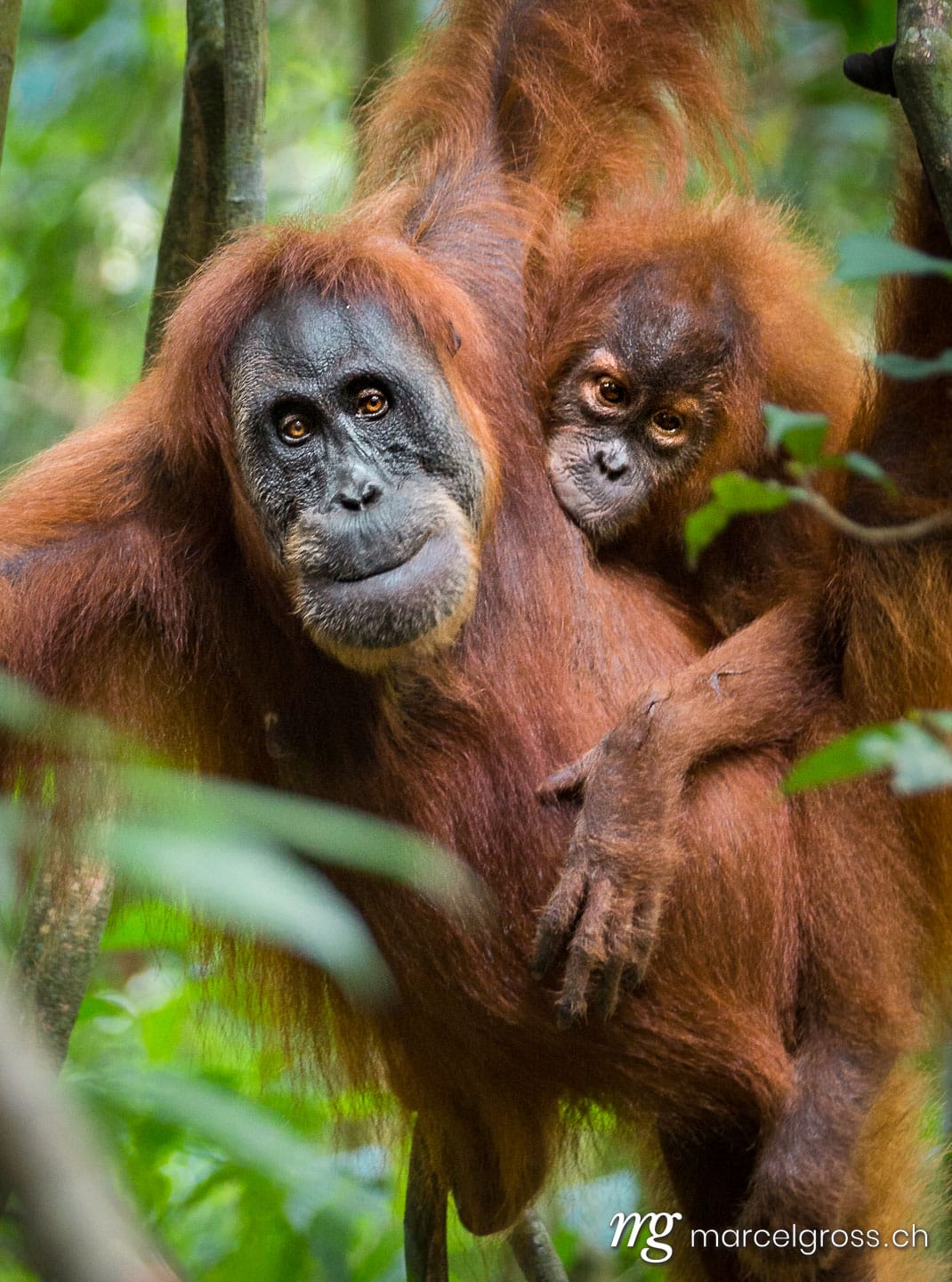 . Orangutan Mother with suckling Baby. Marcel Gross Photography