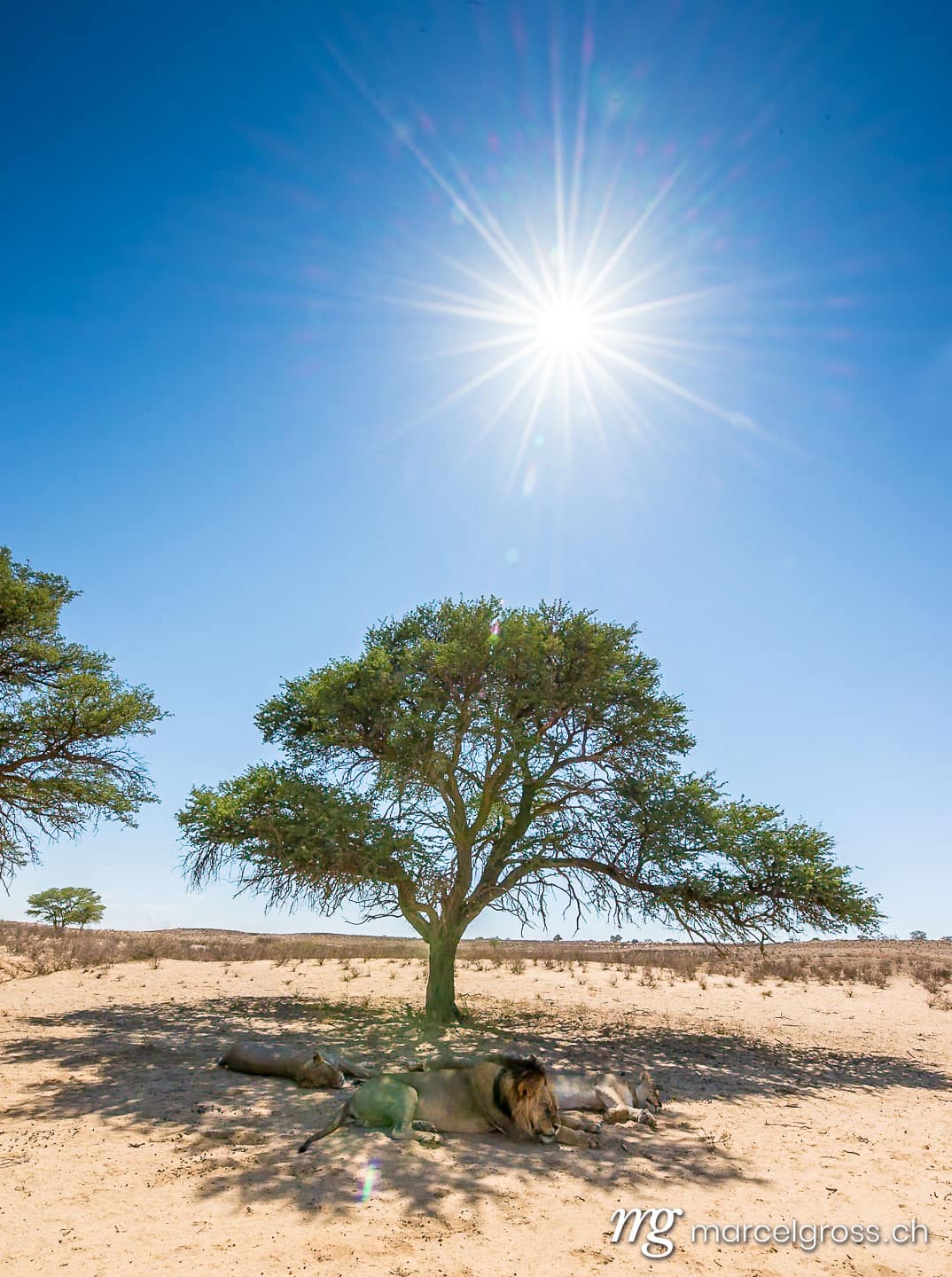 . dozing pride of lions in the Kalahari. Marcel Gross Photography