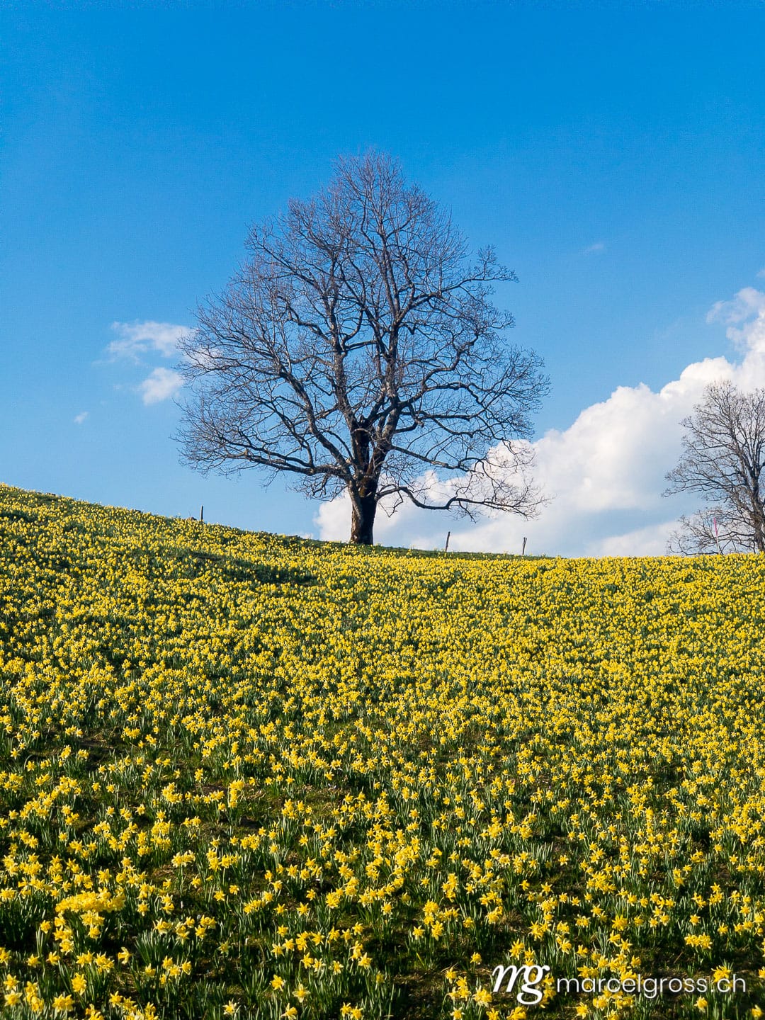 . natural field full of yellow daffodils in the Swiss Jura. Marcel Gross Photography