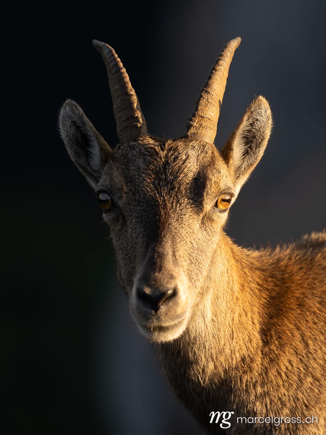 Steinbock Bilder. . Marcel Gross Photography