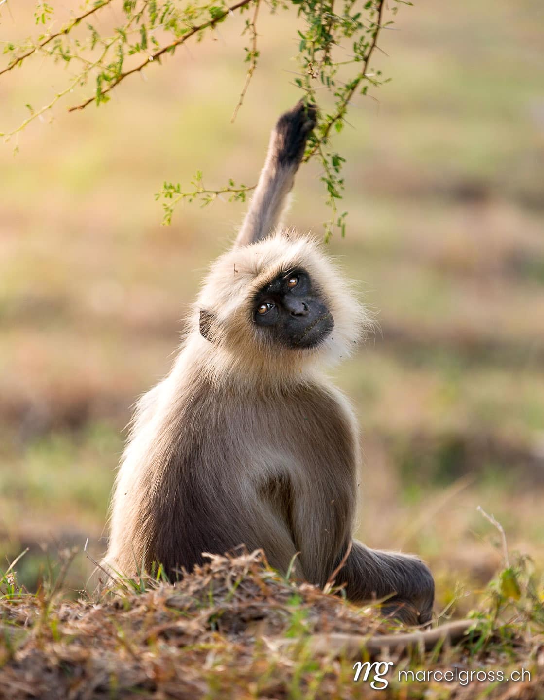 . Hanuman Langur near Bera, Rajasthan. Marcel Gross Photography