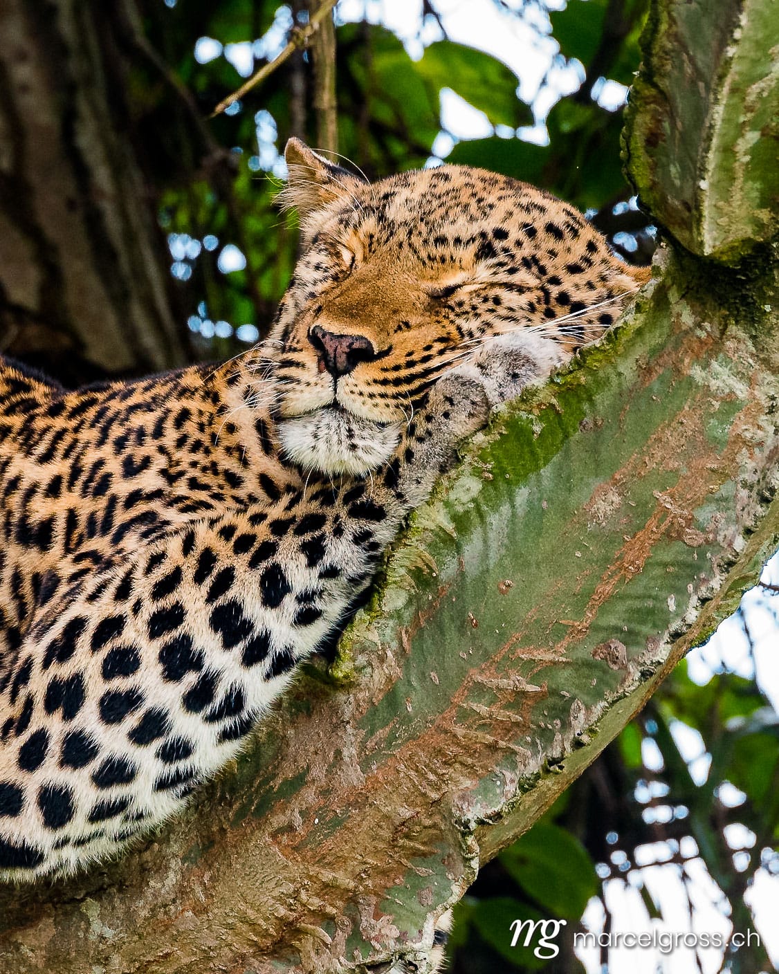 Uganda Bilder. sleeping leopard on a cactus tree in Kasenyi, Queen Elizabeth National Park. Marcel Gross Photography