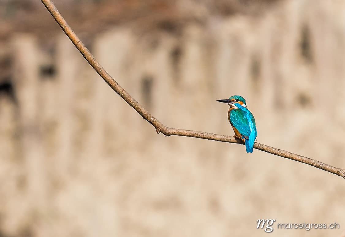 Vogel Bilder Schweiz. a Common Kingfisher (Alcedo atthis) sitting on a branch in Drei-Seen-Land. Marcel Gross Photography