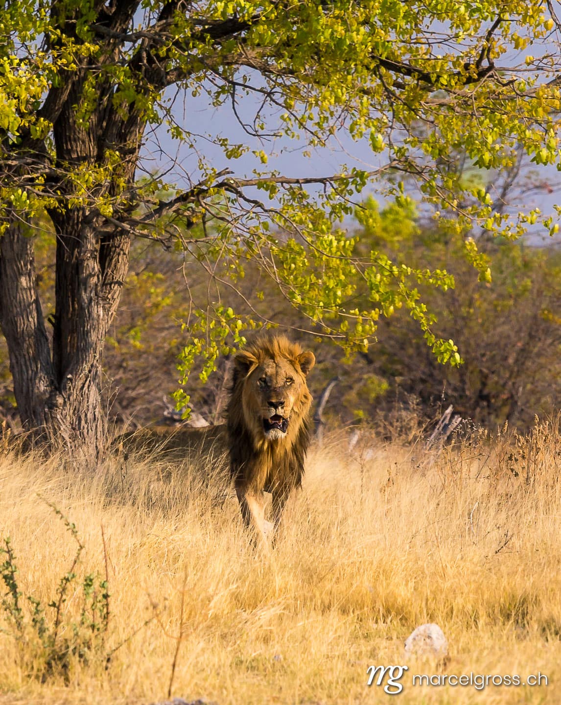 Löwen Bilder. Male Lion. Marcel Gross Photography
