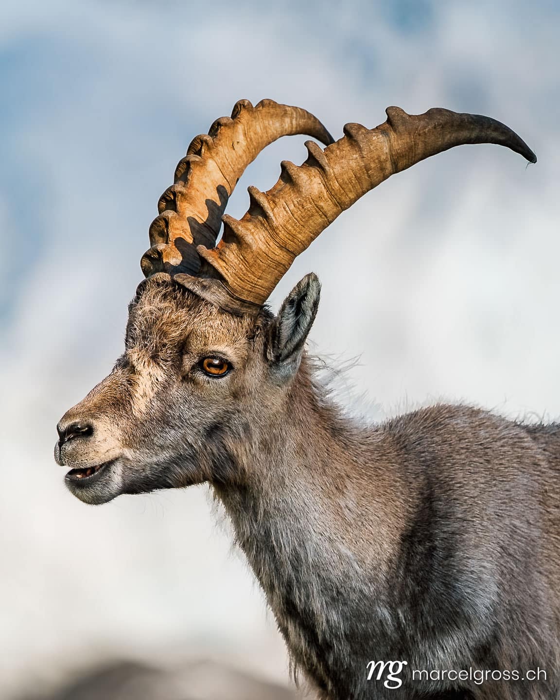Steinbock Bilder. group of alpine ibex in front of a glacier, Grindelwald. Marcel Gross Photography