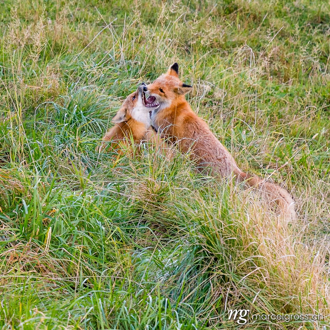 . Redfox in Shiretoko National Park, Hokkaido. Marcel Gross Photography