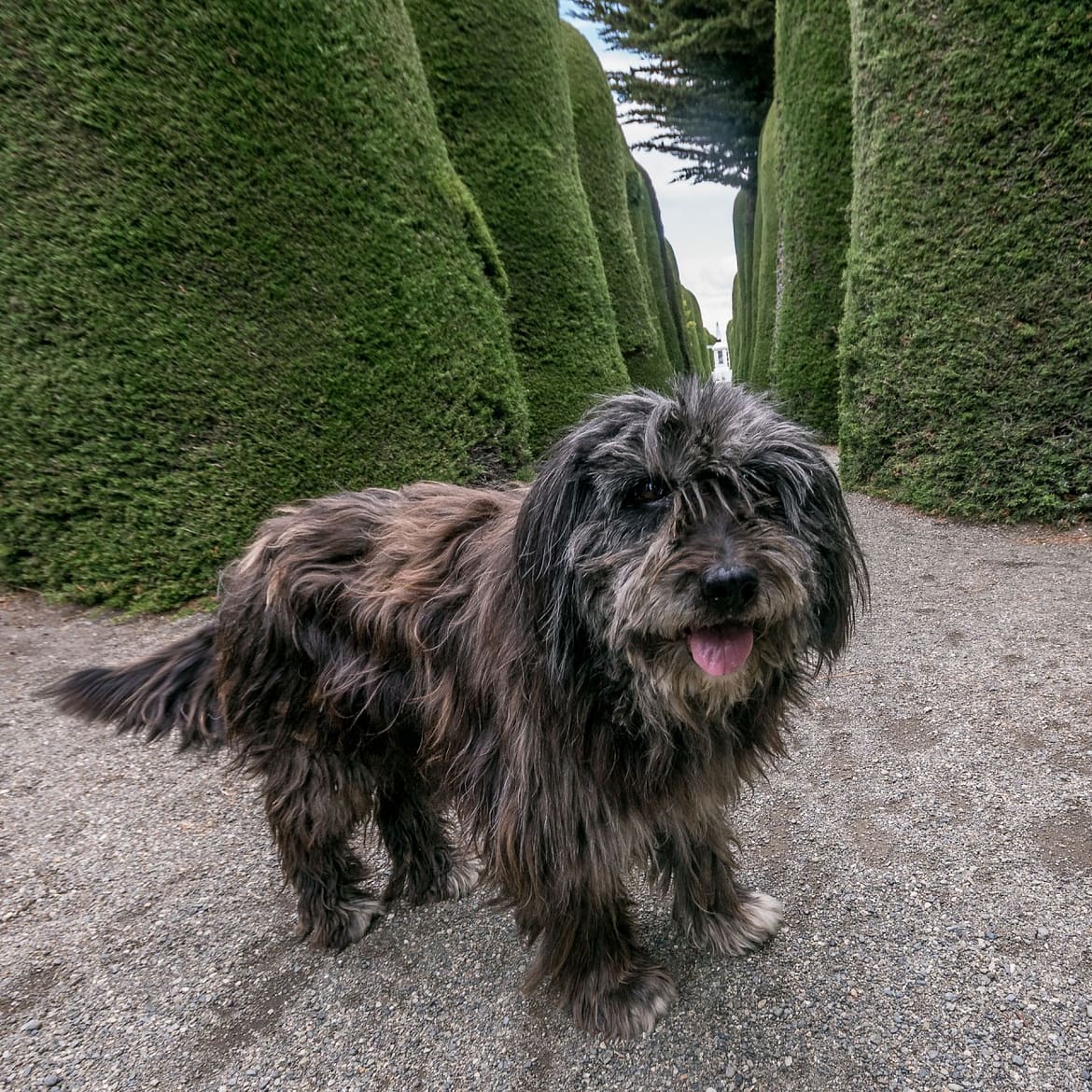 Punta Arenas – Stadt des Südens 4 20150115_DSC06567