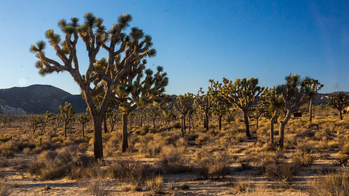 Die Stadt der Engel: Los Angeles 1 2014_10_14