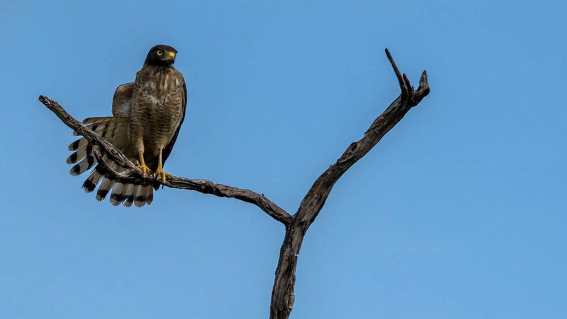 Start zur Transpantaneira 1 2014_12_03