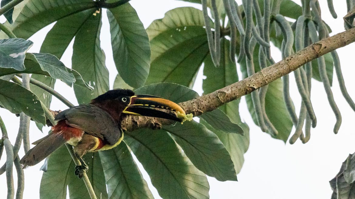 Eine bis zu 60 cm lange Zunge: Der Grossen Ameisenbären 1 2014_12_05