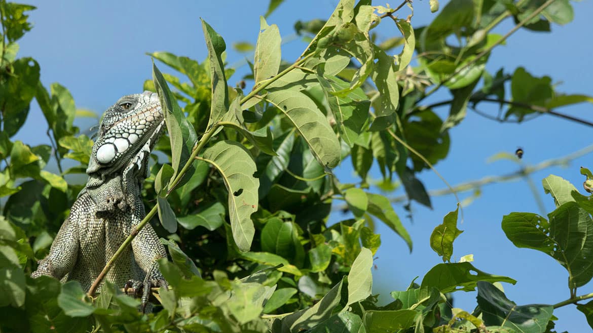 Die grösste Papageienart: Der Hyazinth-Ara 2 2014_12_06