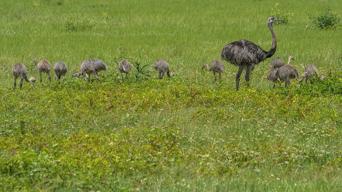 On horseback through the swamp of the Pantanal 1 2014_12_08_1