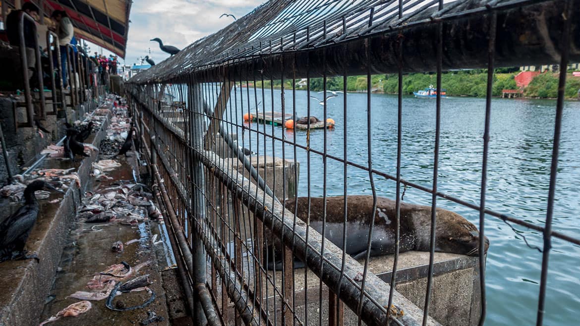 Am Markt von Valdivia 1 2015_01_13