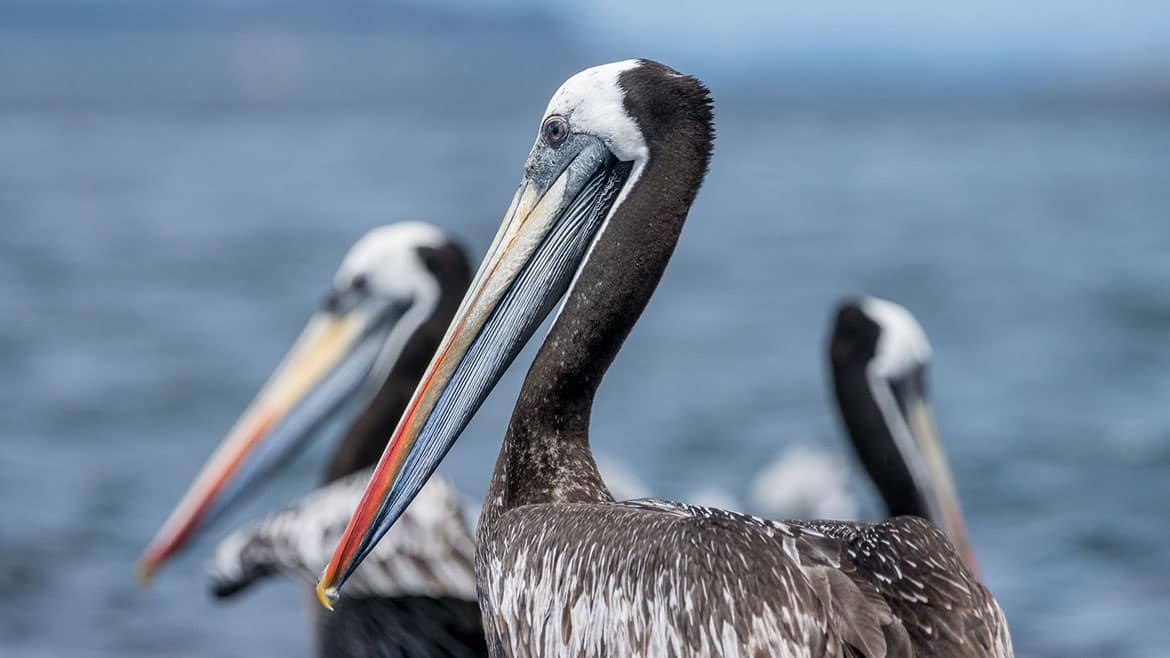 Weiterflug ins südliche Patagonien 2 2015_01_14_1