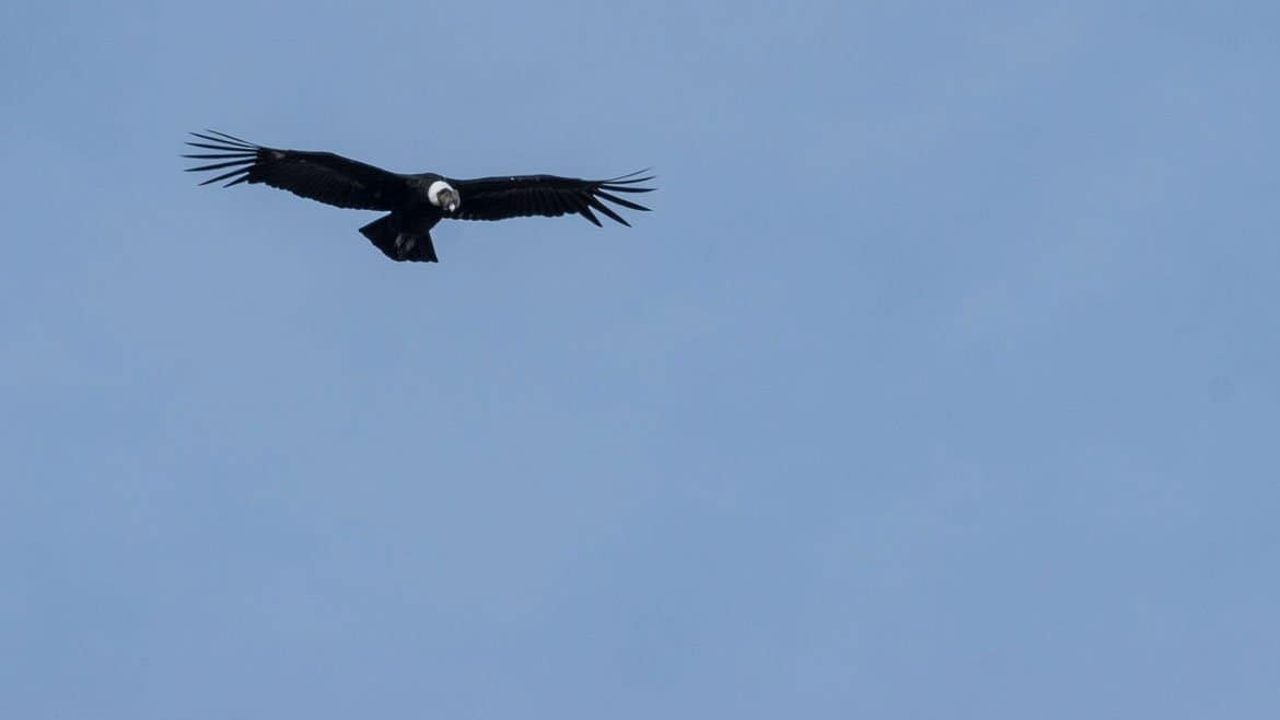 Magellan-Pinguine am Seno Otway 2 2015_01_17