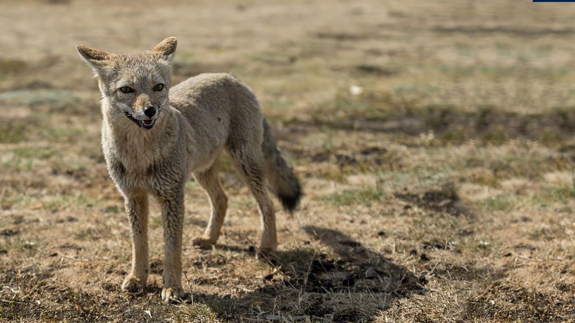 Eine Wand aus Eis – Glaciar Perito Moreno 1 2015_01_27_1