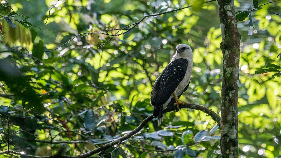 Kein alltäglicher Fang im Madidi 1 Adler