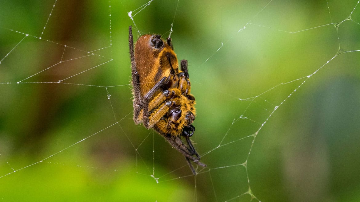 Kein alltäglicher Fang im Madidi 3 Spinne