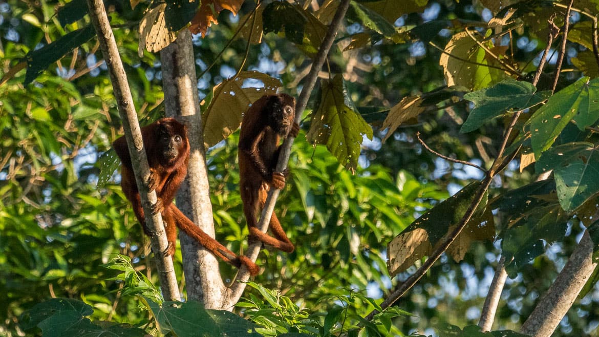 Kein alltäglicher Fang im Madidi 5 Neugierige rote Brüllaffen