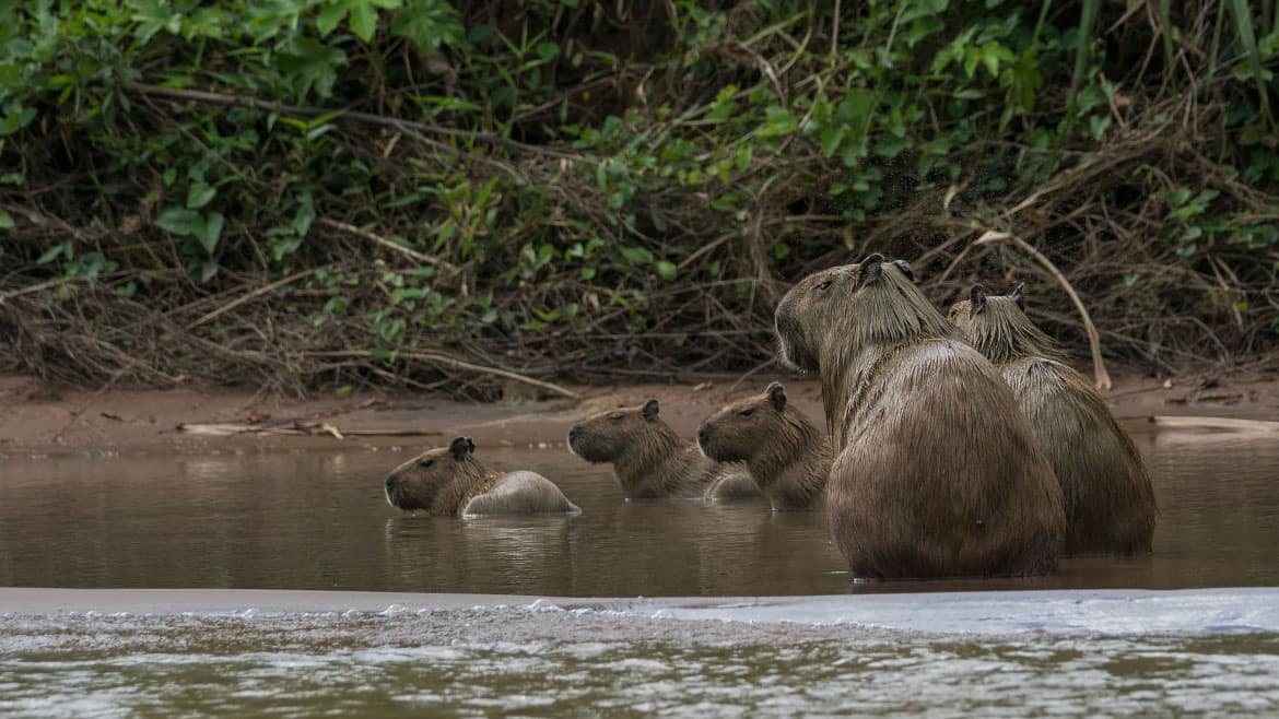 Familie Capybara
