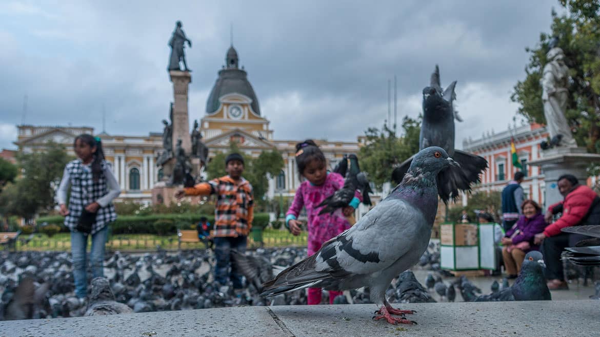 Am Hexenmarkt von La Paz 2 unzählige Tauben bei der Plaza Murillo