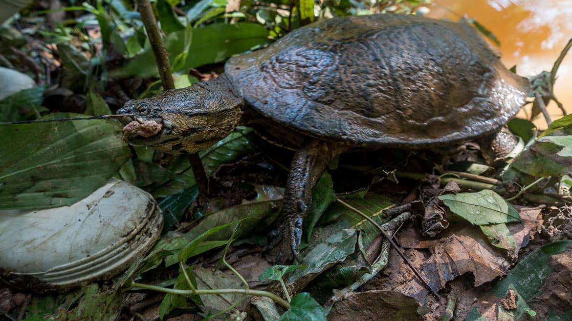 Kein alltäglicher Fang im Madidi 2 Miesgelaunte Kaimanschildkröte am Hacken