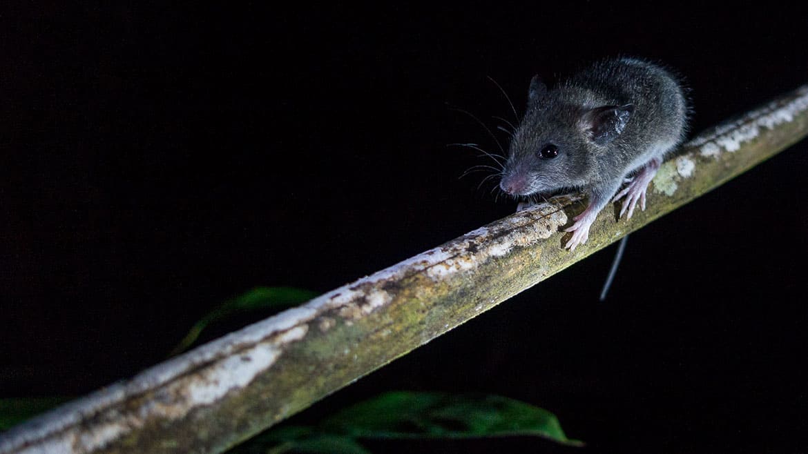 Zurück im Amazonas Tiefland 2 Die Maus
