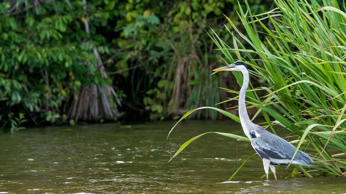 Ein weiterer Wunsch geht in Erfüllung: Riesenotter! 2 Ein Fischreiher auf der Lauer
