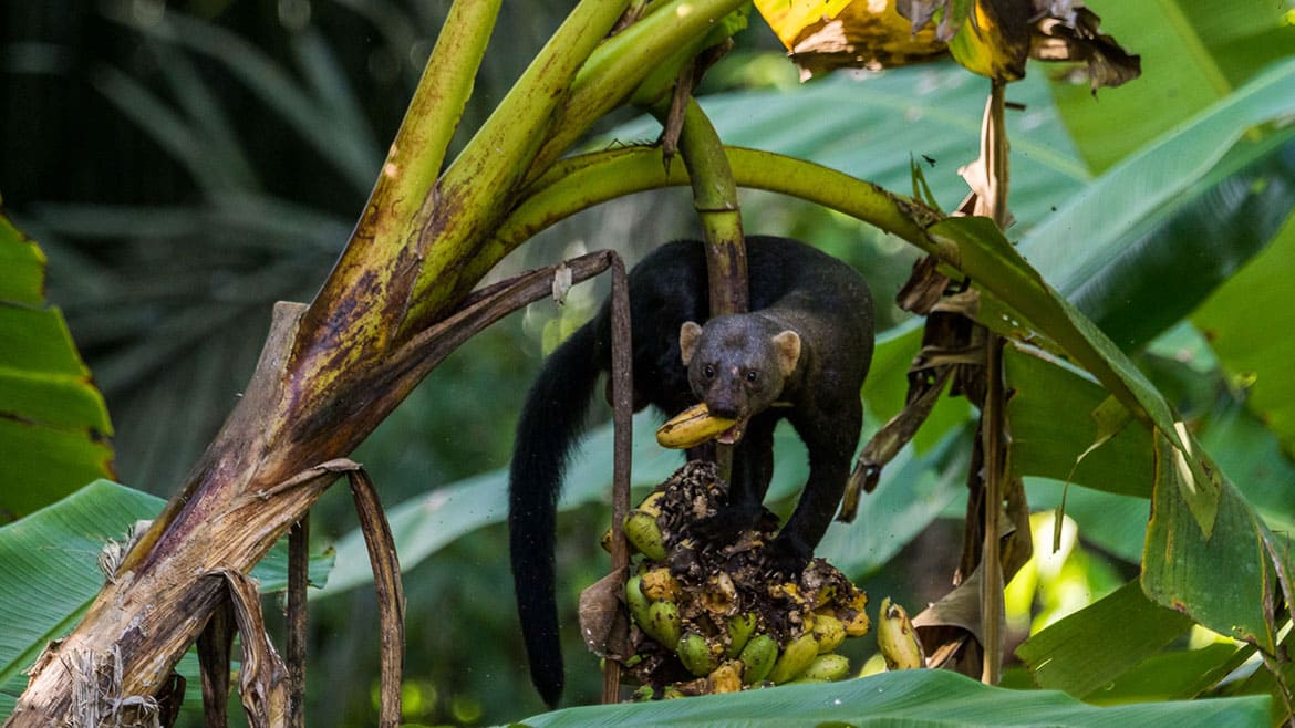 Ein weiterer Wunsch geht in Erfüllung: Riesenotter! 3 Die Marderart Tayra macht sich über die Bananen her