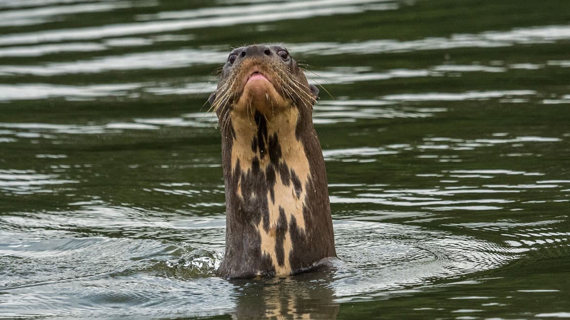 Ein weiterer Wunsch geht in Erfüllung: Riesenotter! 4 Mal sehen wer da kommt