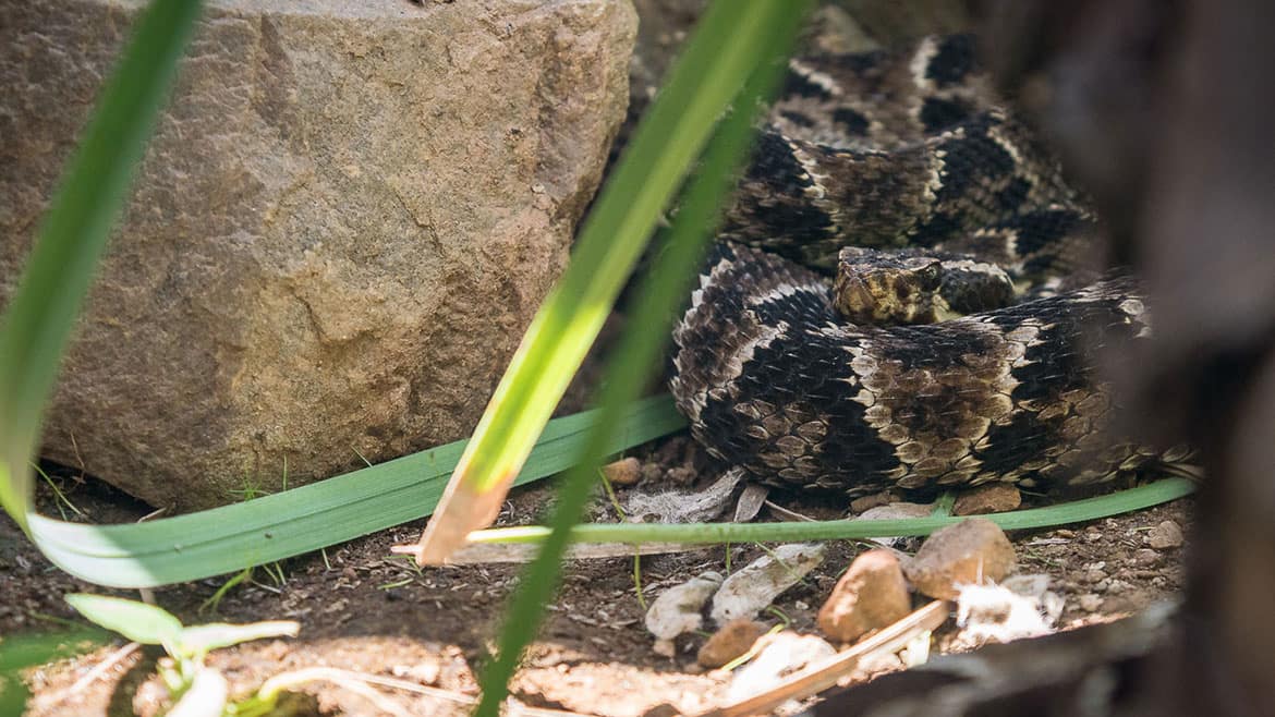 Brillenbären im Chaparri Trockenwald 2 Giftschlange im Terrarium