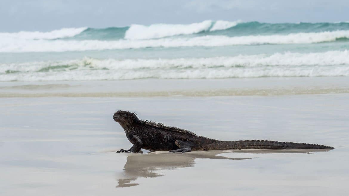 One year on the road: Today Galapagos giant tortoises 2 Marine iguanas on the beach