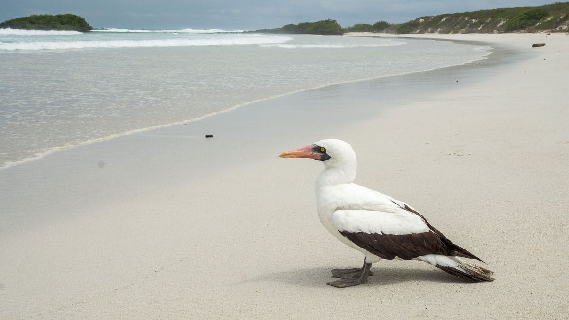 One year on the road: Today Galapagos giant tortoises 3 An endemic Nazca booby