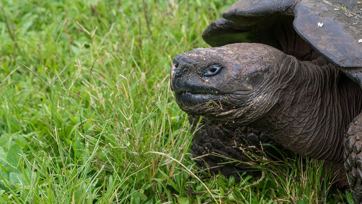 One year on the road: Today Galapagos giant tortoises 5 The islands owe their name to the saddle of the turtle shell (Spanish: Galapagos)