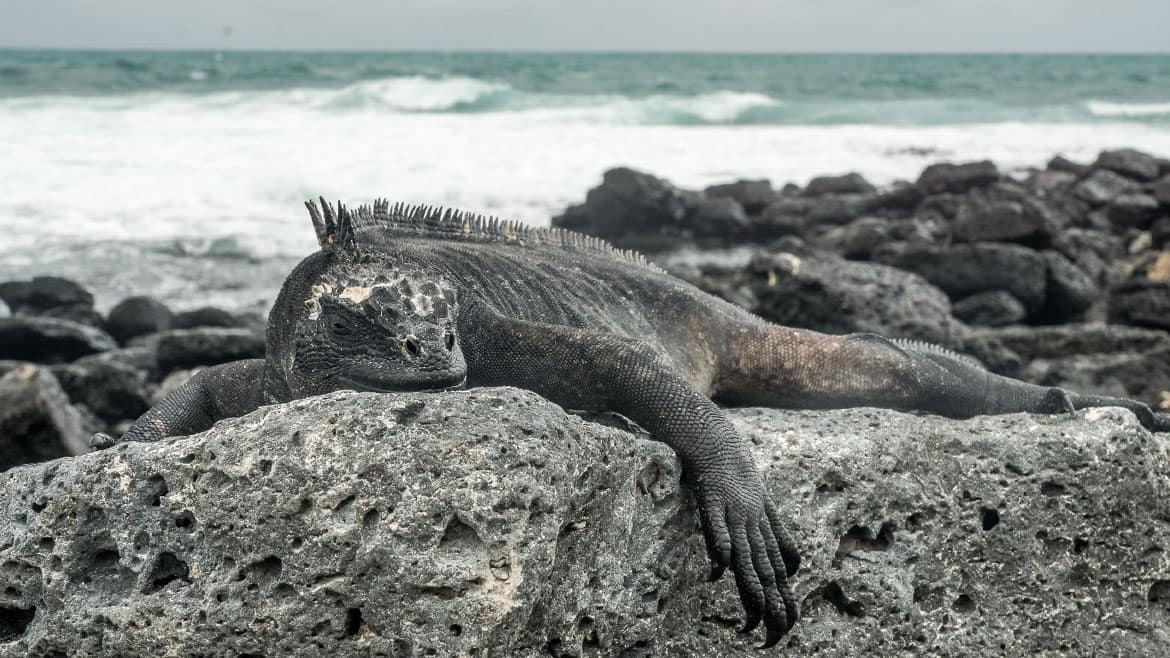A year on the road: Today Galapagos Giant Tortoises 1 Marine iguanas rests on volcanic basalt rock