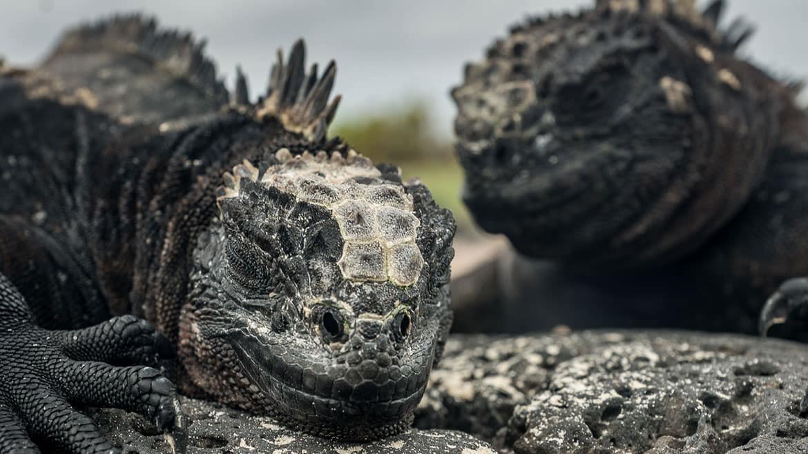 Erstes Schnorcheln in der traumhaften Finch Bay 2 Urzeitlich anmutende Meerechsen