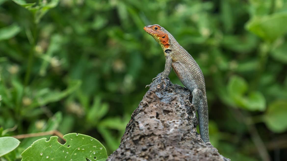 Erstes Schnorcheln in der traumhaften Finch Bay 1 Lava-Eidechse