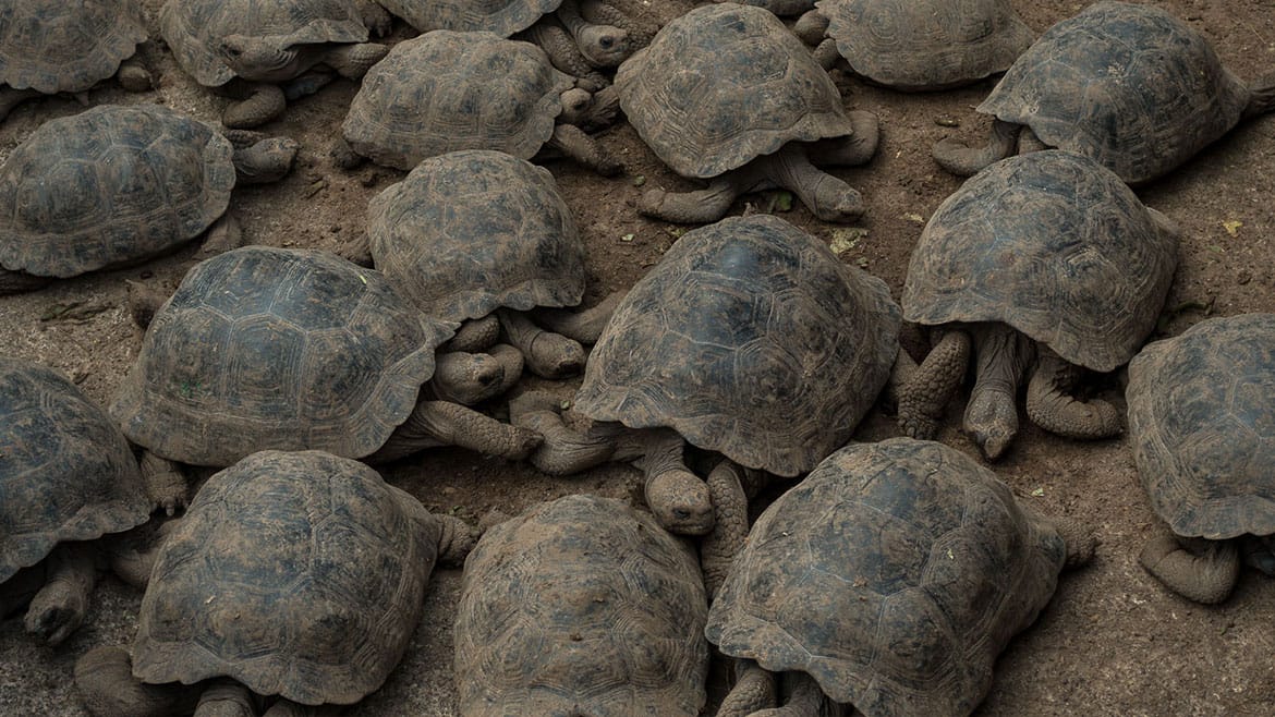 The largest island in the archipelago: Isabela 5 Numerous young animals are waiting to be released into the wild