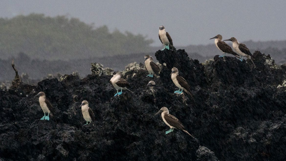 The largest island in the archipelago: Isabela 1 Blue-footed boobies in the pouring rain