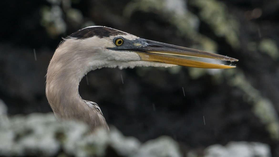 The largest island in the archipelago: Isabela 2 A heron is looking for breakfast
