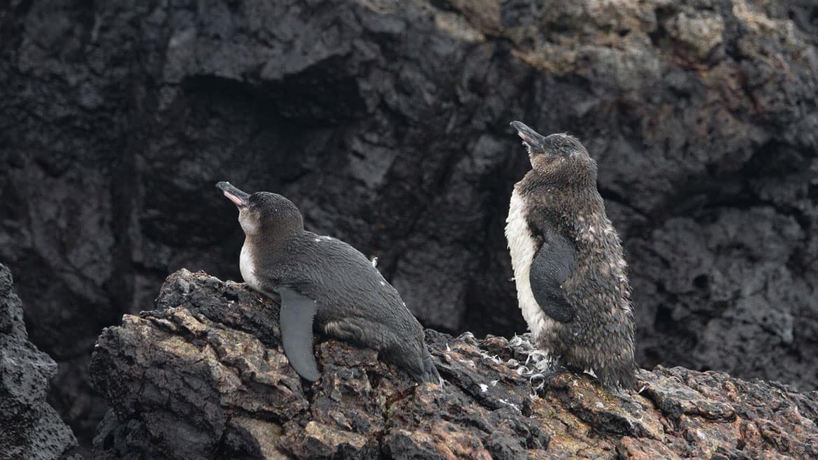 The largest island in the archipelago: Isabela 3 Exotics at the equator: Galapagos penguins