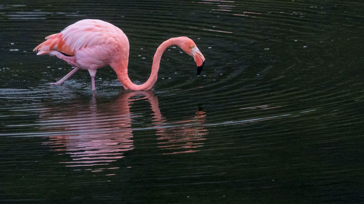 The largest island in the archipelago: Isabela 4 A wading pink flamingo